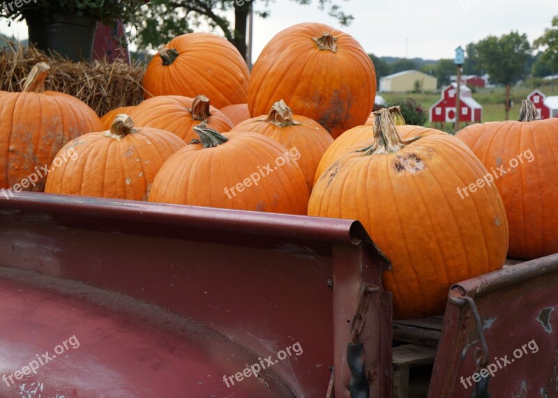 Autumn Fall Orange Colors Nature