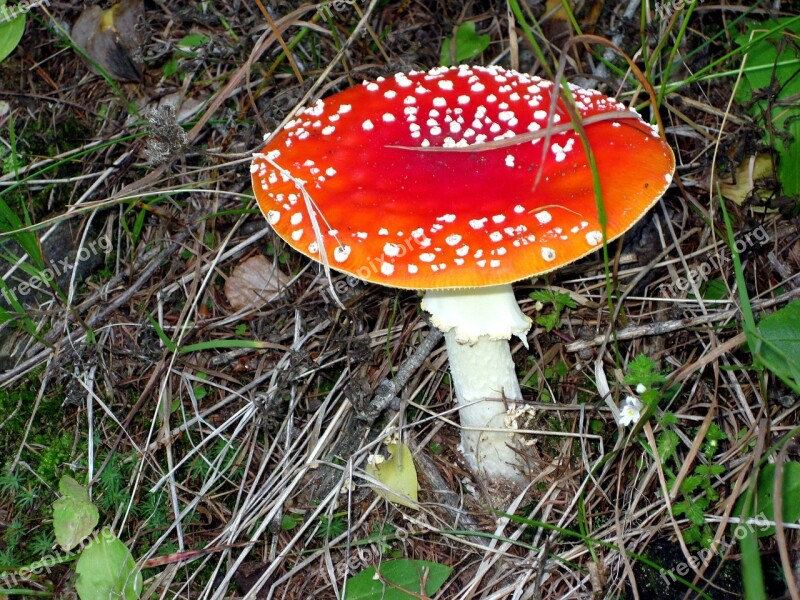 Mushroom Fly Agaric Red Fly Agaric Mushroom Toxic Nature