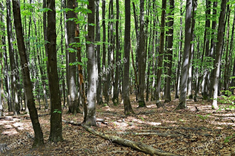 Forest Tree Foliage Nature Green