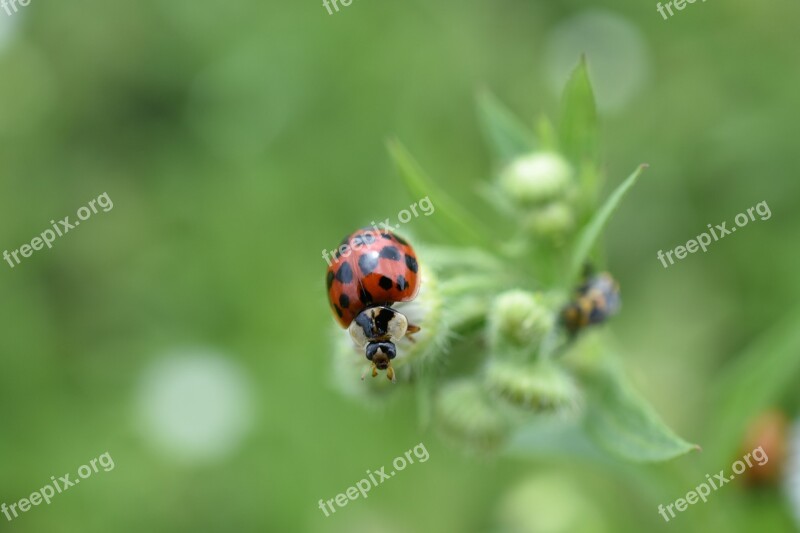 Ladybug Red Affix Hangang Park Free Photos