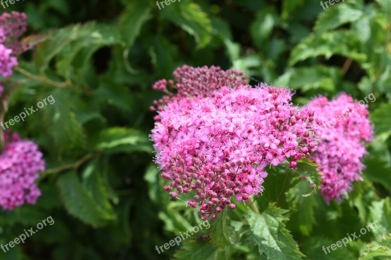 Affix Hangang Park Flowers Trickle Free Photos