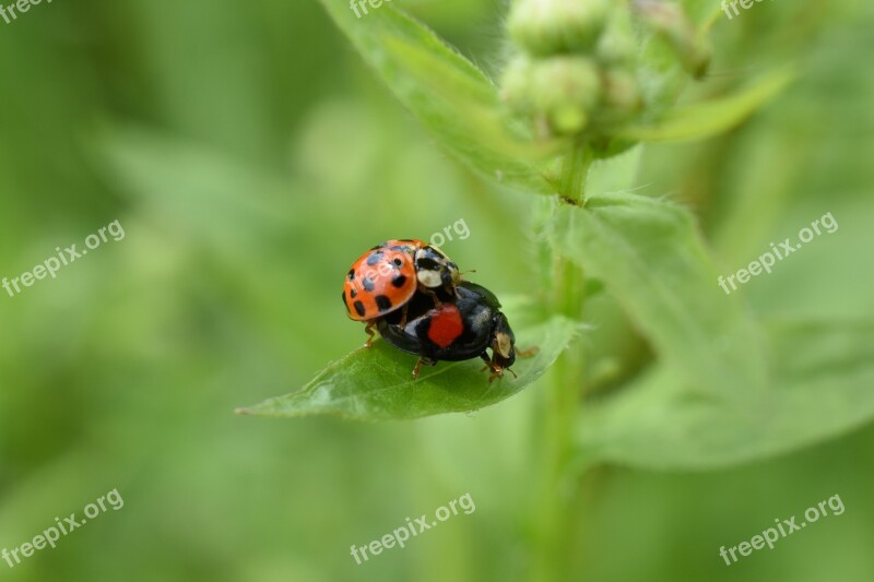 Ladybug Red Affix Hangang Park Free Photos