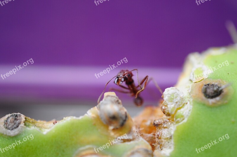 Ant Macro Cactus Eat Purple