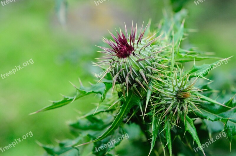 Flower Prickly Green Nature Plant