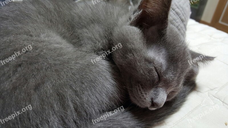 Animal Cat Companion Gray Fur Little