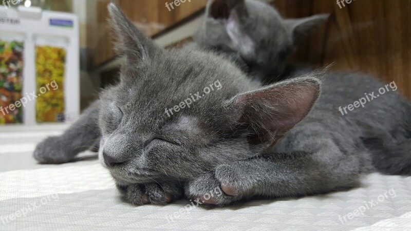 Animal Cat Companion Gray Fur Little