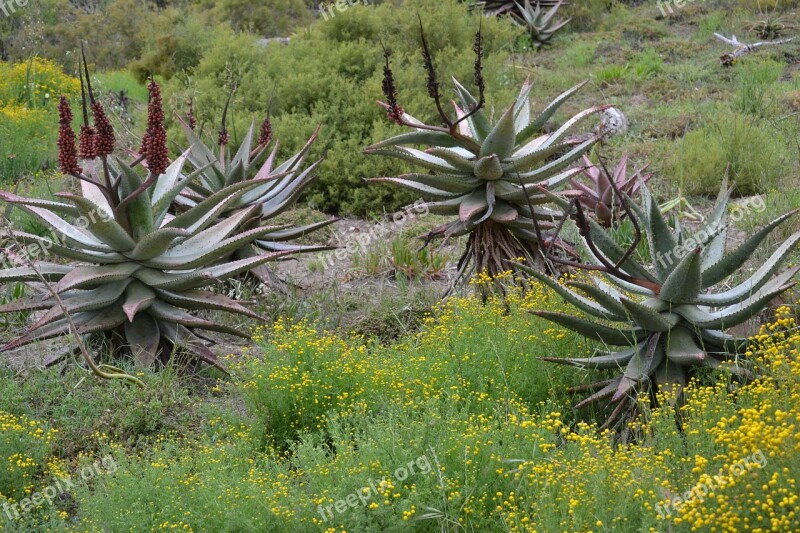 Aloe South Africa Desert Africa Breede