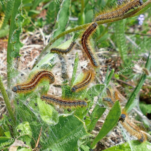 Caterpillars Insects Macro Nature Stinging