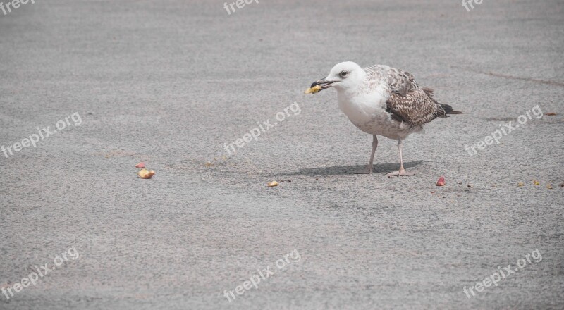 Bird Food Eat Animal Feather