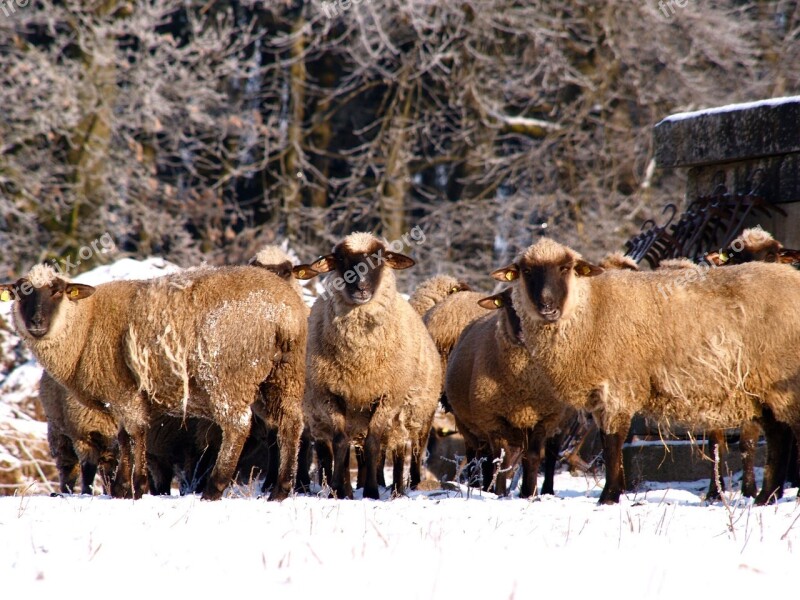 Sheep Flock Flock Of Sheep Herd Animal Animals