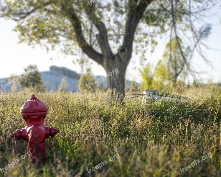 Fire Hydrant Tree Field Hydrant Fire