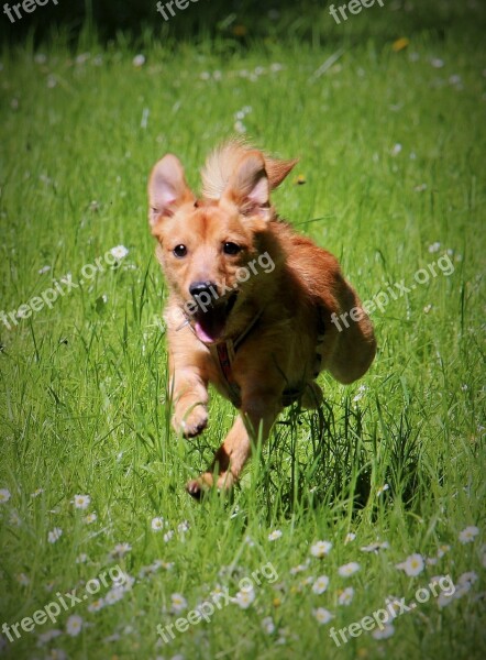 Dog Run Jump Motion Green Grass Pet