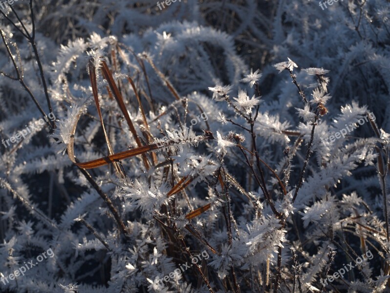 Frozen Reeds Winter Landscape Season