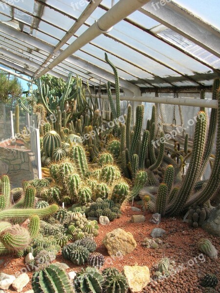 Greenhouse Cacti Cactus Heat Desert