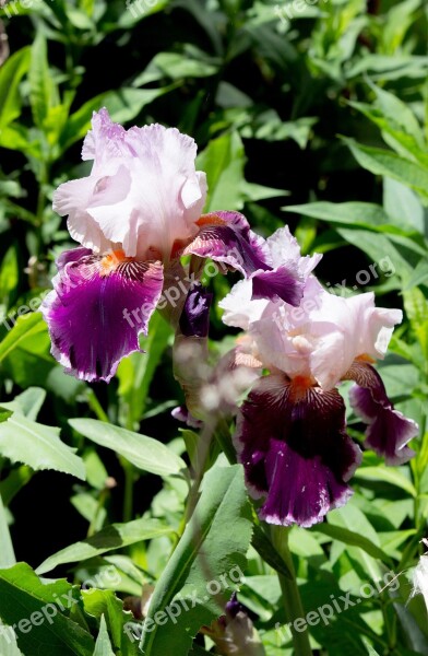 Iris Flower Purple Plant Bloom