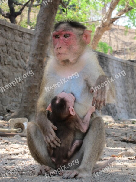 Rhesus Macaque Monkey India Mammal