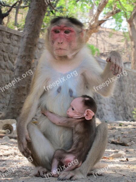 Rhesus Macaque Monkey India Mammal