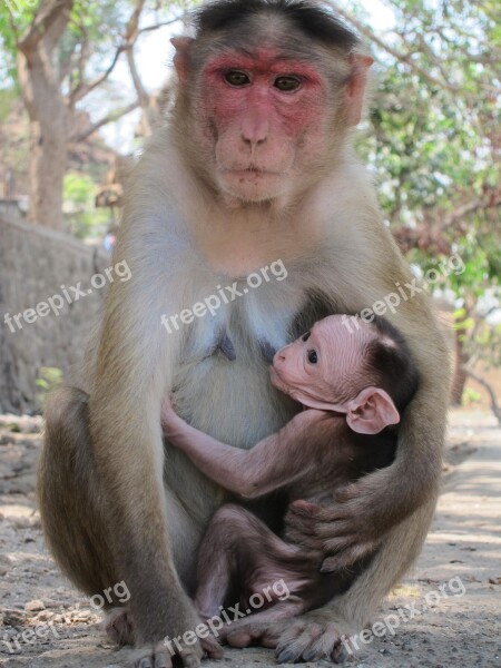 Rhesus Macaque Monkey India Mammal