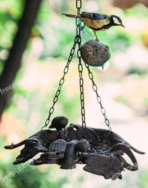 Bird Feeding Tit Great Tit Feed