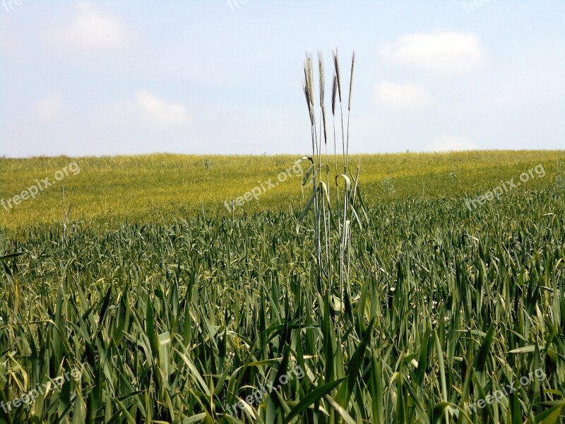 Field Kłos Difference Isolation Loneliness