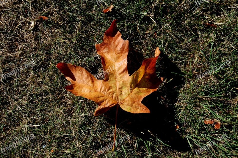 Leaf Fall Fall Season Fall Leaves Autumn