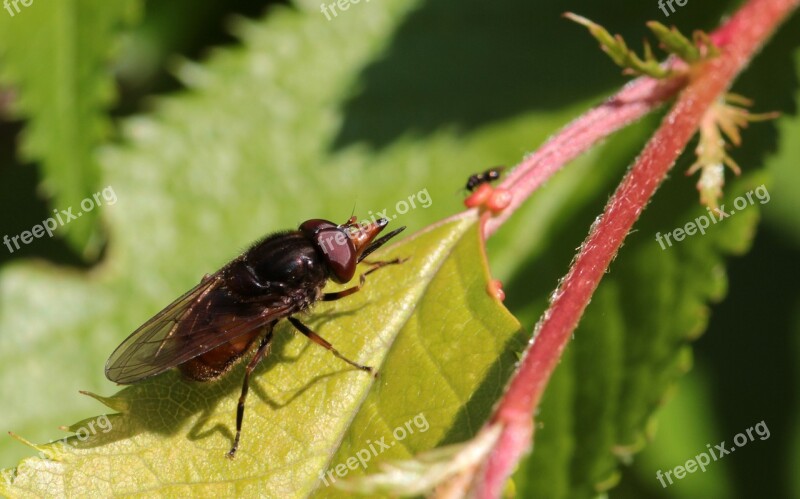 Snouts-schwebfliege Rhingia Campestris Insect Fly Big Eyes