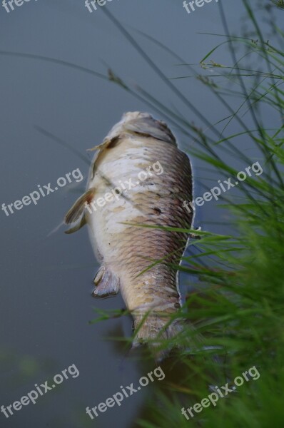 Fish Carcass Pond Polluted Ecology