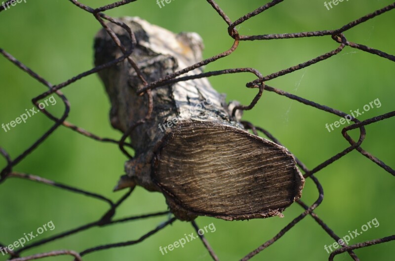 Wood Fence Jammed Ingrown Destroyed