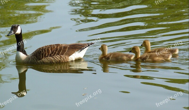 Goose Gaensekuecken Fluffity Plumage Chicks