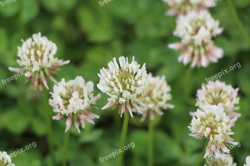 Shamrock Shamrock Flowers Clover Clover Flower Flowers