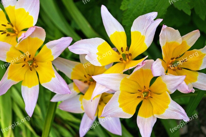 Tulips Yellow Tumor Bicolor Tulip Spring Blossom