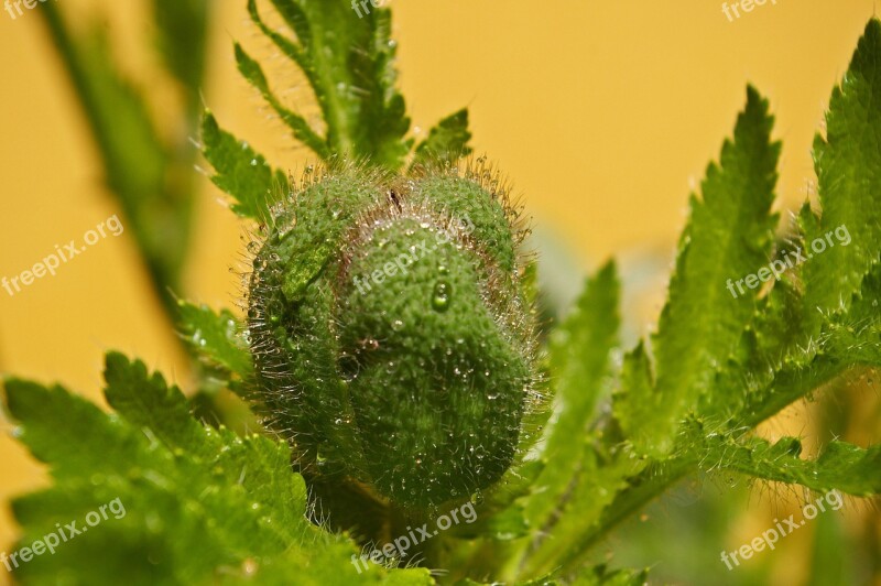 Bud Klatschmohn Poppy Blossom Bloom