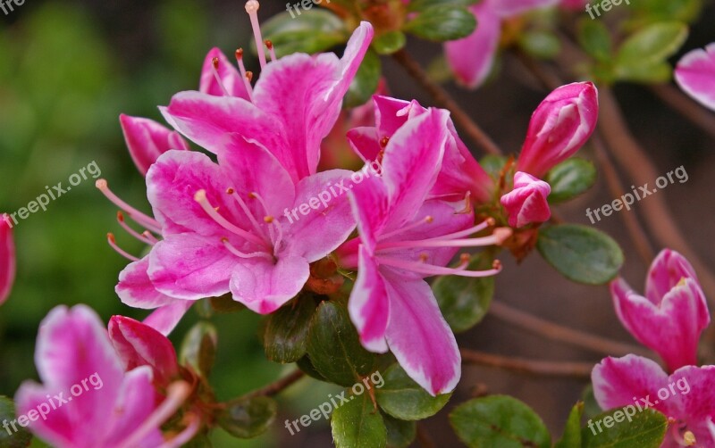 Azalea Garden Ornamental Shrub Spring Plant