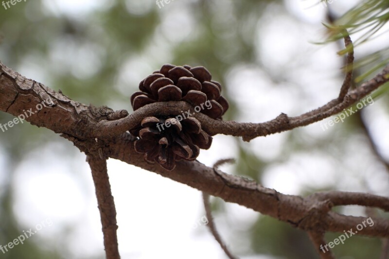 Pine Pine Cone Plants Nature Wood