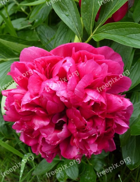 Bloom Pink Peony Flower Garden