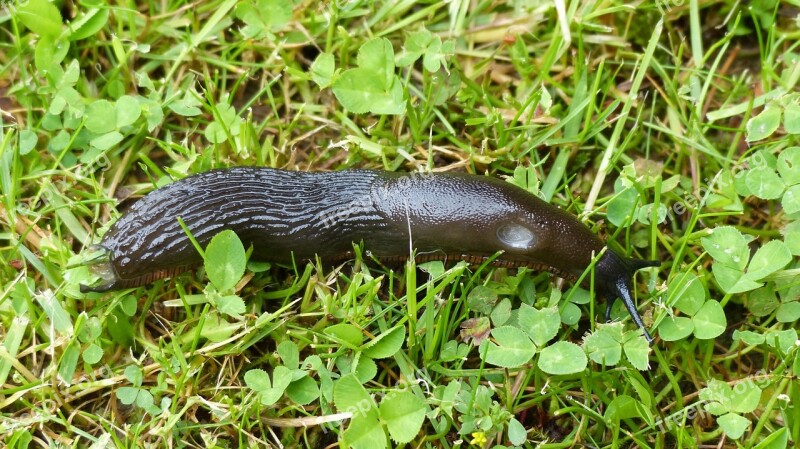 Slug Garden Creature Pest Gastropod Free Photos