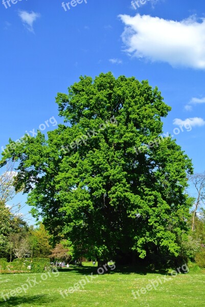 Tree Summer Sky Nature Landscape