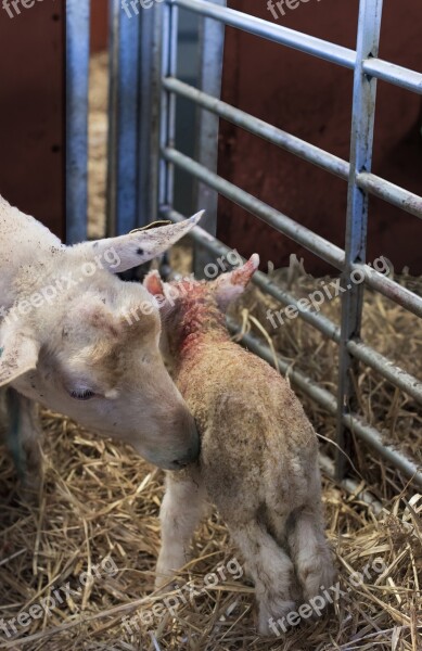 Lamb Cover Newborn Stall Agriculture