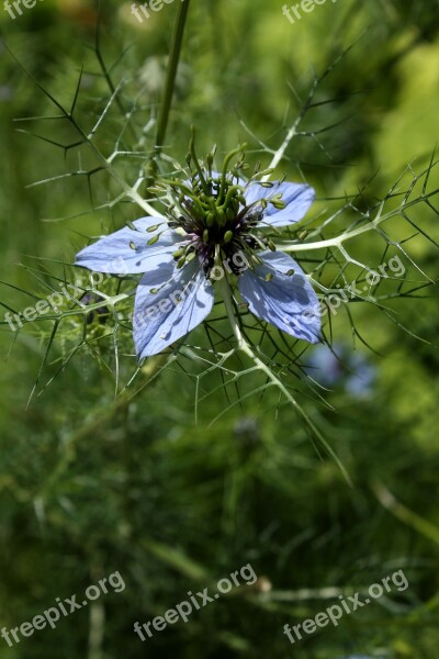 Damascus Nigella Flower Garden Blue Flower Free Photos