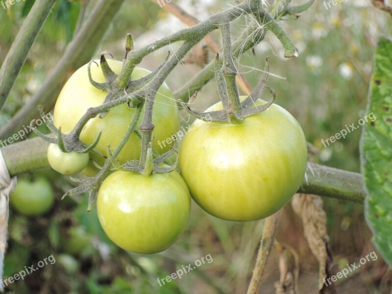 Tomato Food Tomatoes Vegetables Green