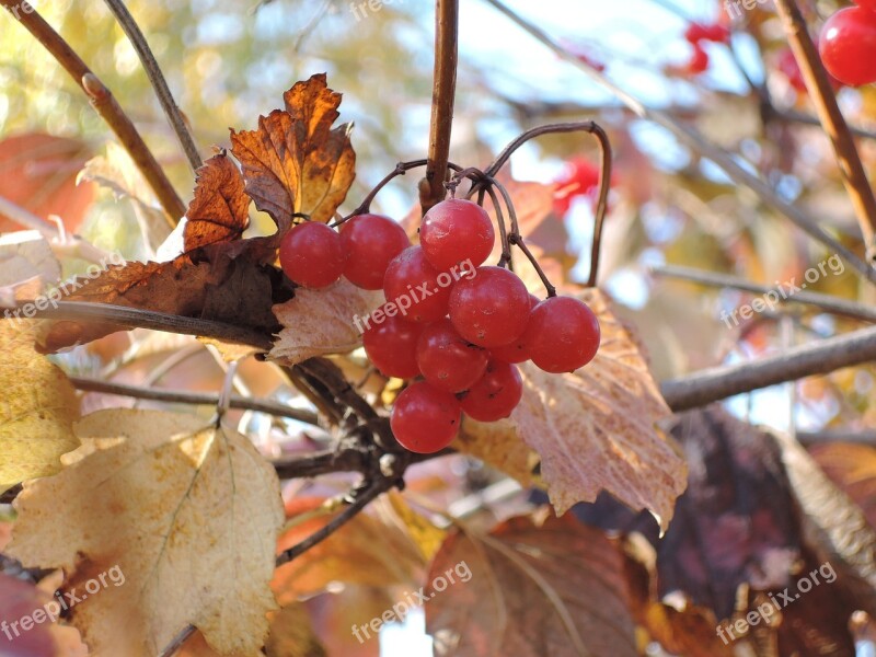 Cranberries Berry Autumn Red Vitamins