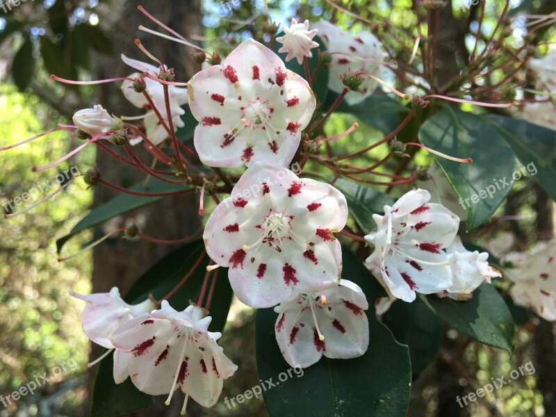 Kalamia Flowers White And Pink Wild Blooms