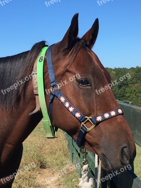 Thoroughbred Horse Horse Head Bay Horse Brown