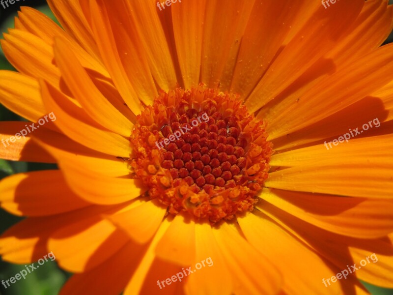 Marigold Orange Blossom Macro Zoom Nature