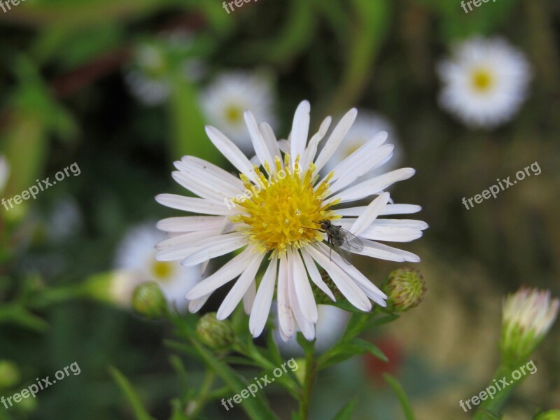 Marguerite Fly Macro Zoom Pollen