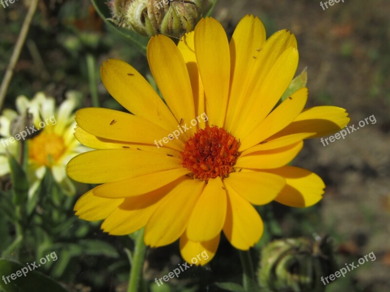 Yellow Flower Beasts Macro Zoom Garden