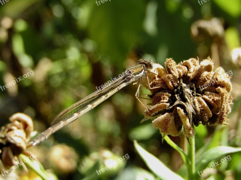 Dragonfly Brown Insect Wilted Flower Garden