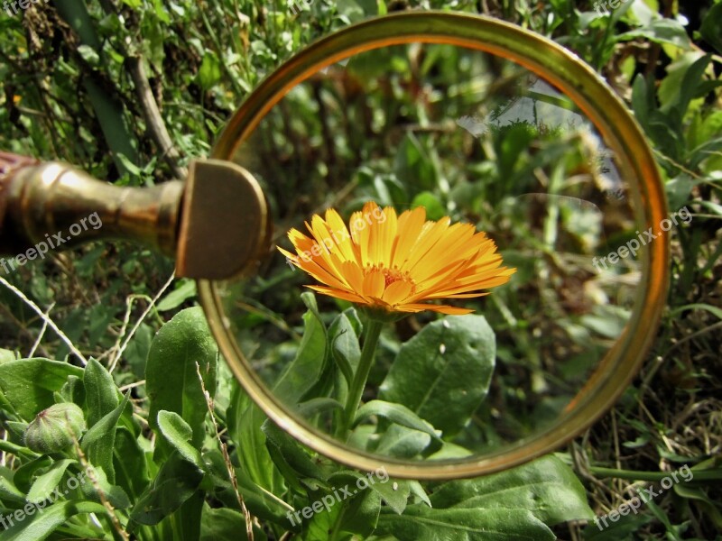 Magnifying Glass Flower Orange Marigold Garden