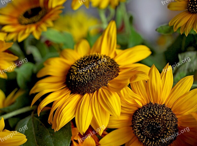 Sunflower Ornamental Sunflower Yellow Flower Clear Summer