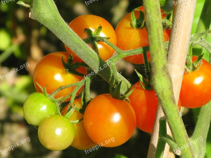 Tomatoes Orchard Red Vegetables Tomato